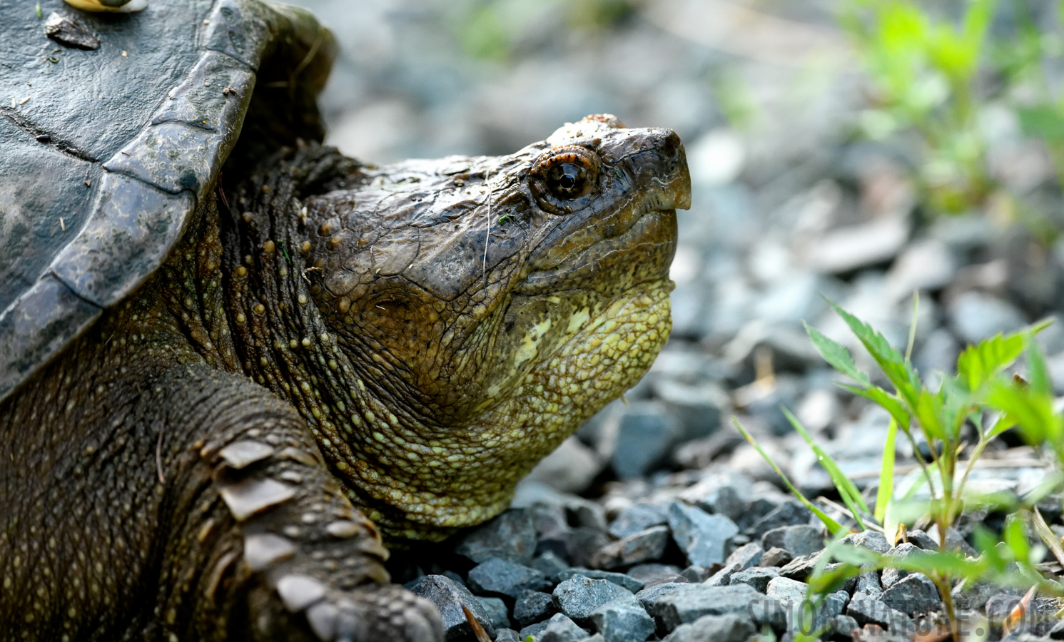 Chelydra serpentina [400 mm, 1/125 Sek. bei f / 7.1, ISO 2500]